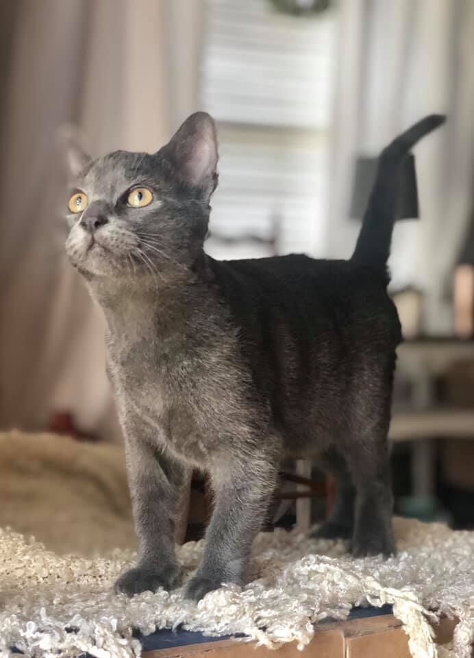 Petco Adoption Center